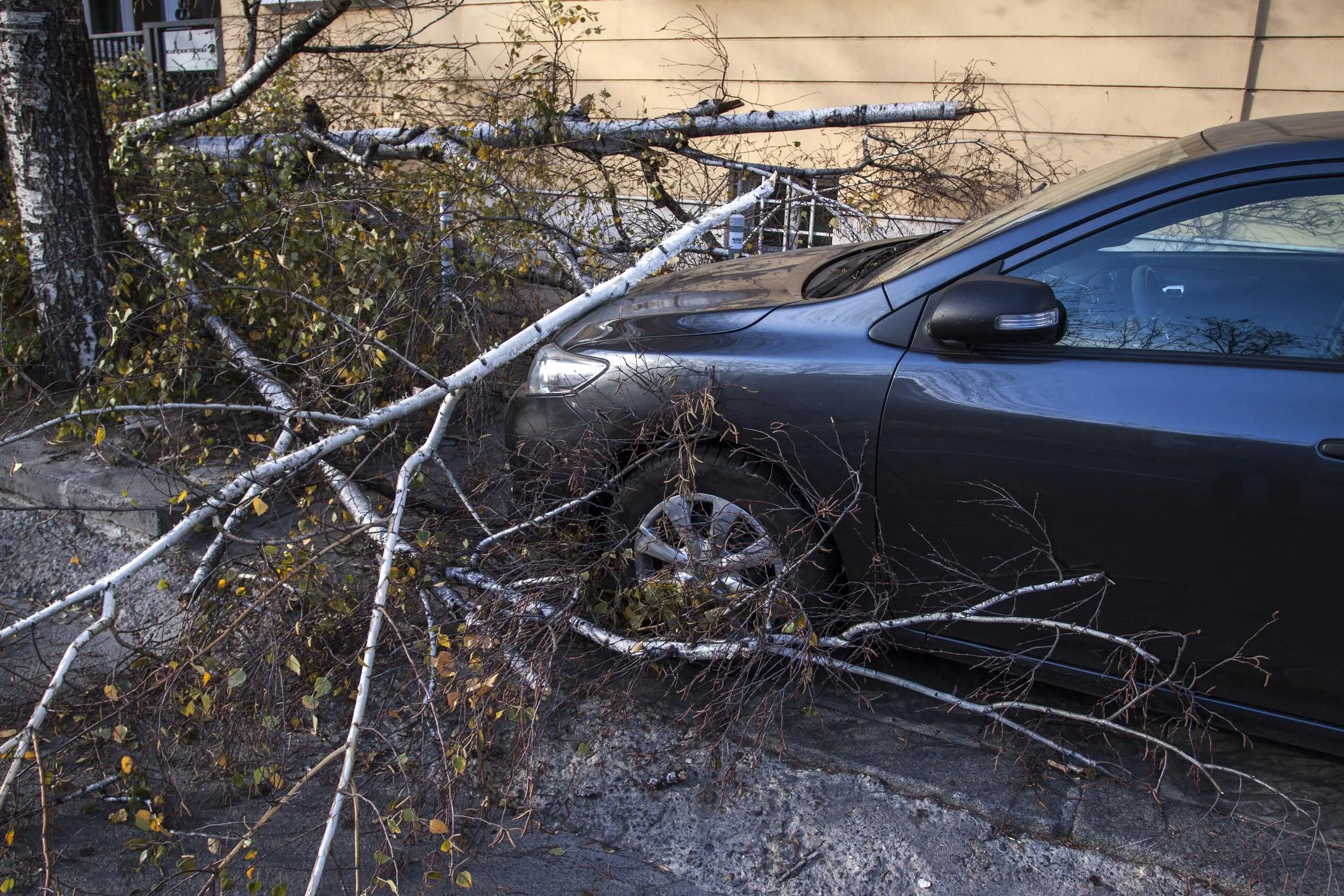 24 hour emergency tree service Buffalo NY