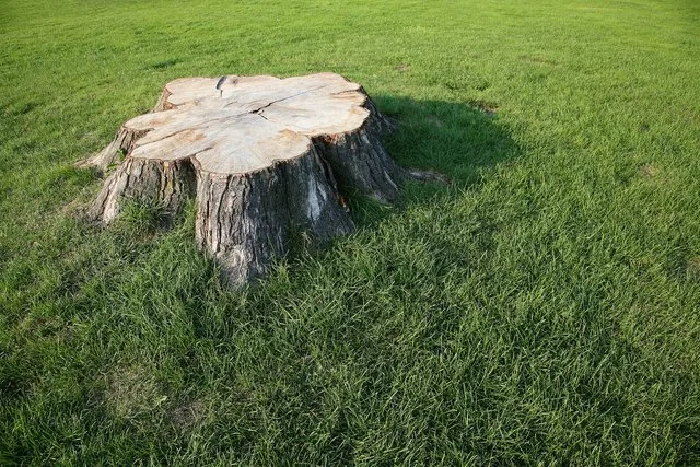 stump grinding WNY