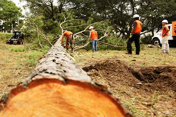 tree service western new york